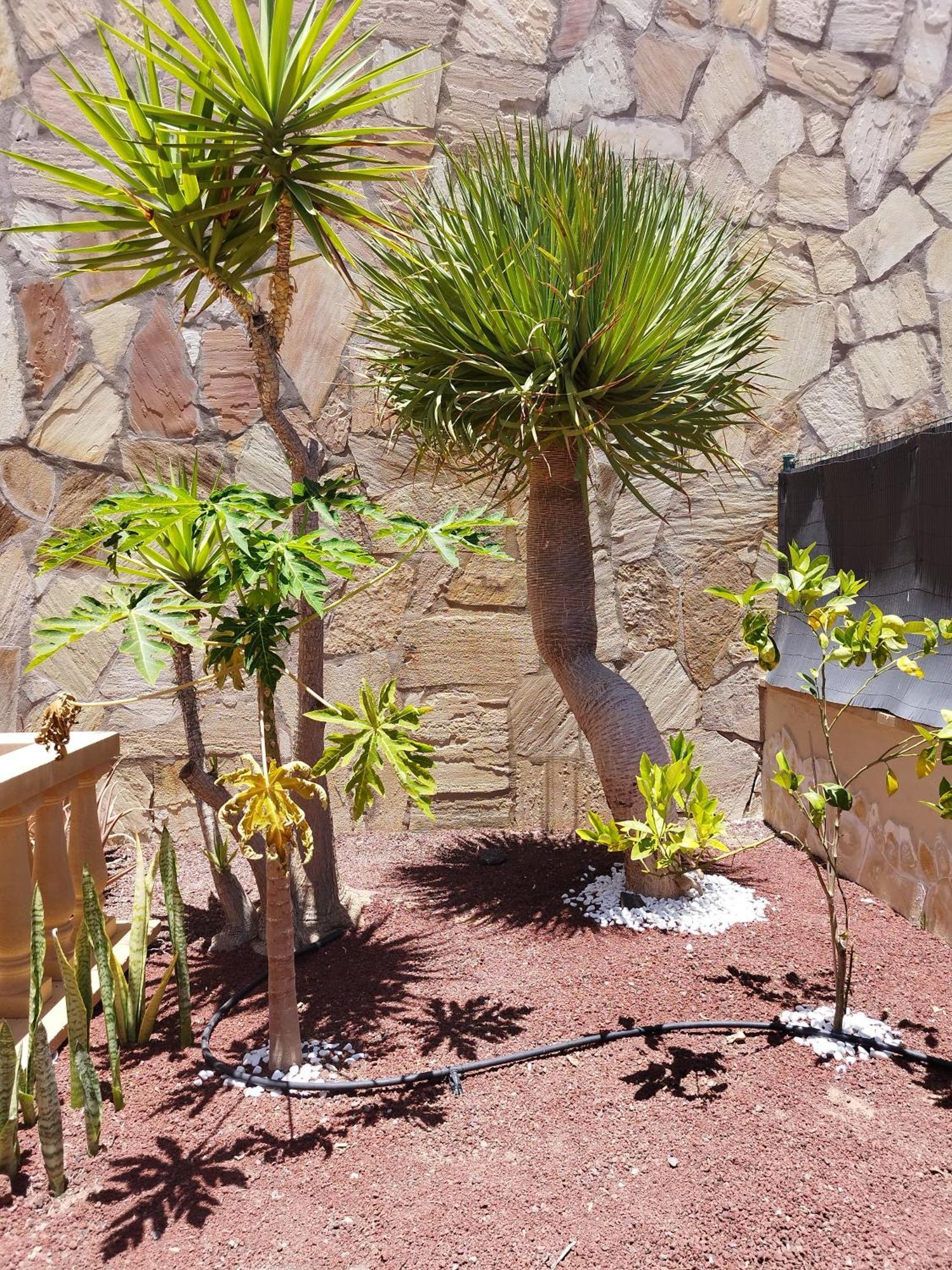 Casa Lily Villa Caleta De Fuste Dış mekan fotoğraf